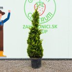 Cyprusovec leylandský (Cupressocyparis leylandii) ´GOLD RIDER´ - výška 130-150 cm, kont. C18/35L